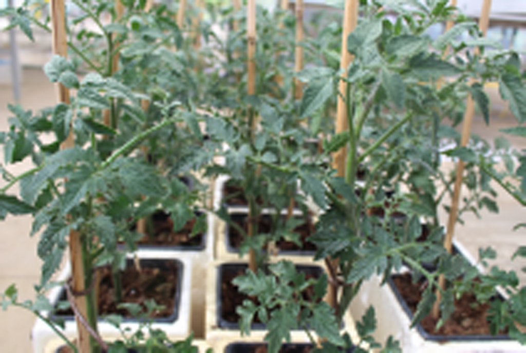 Photosynthesis case study answers picture